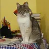 Отзыв от Наиля Шевцова